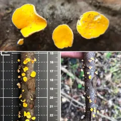 Lachnellula agassizii thumbnail 3