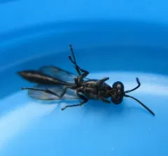 Trypoxylon pennsylvanicum thumbnail 1