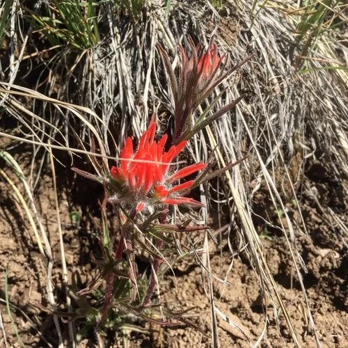 Desert Paintbrush