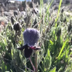 hairy clematis thumbnail 3