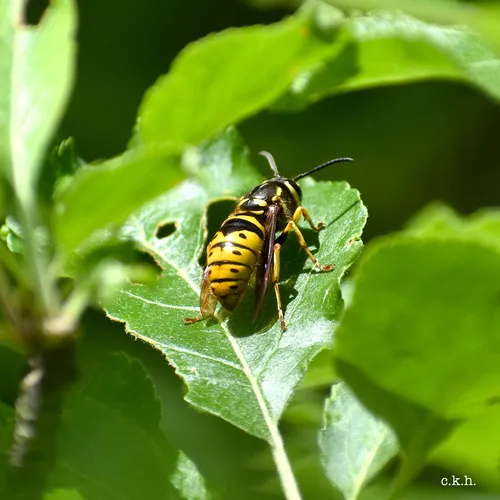 Downy Yellowjacket