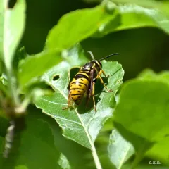 Downy Yellowjacket thumbnail 1