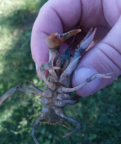 Great Plains Mudbug
