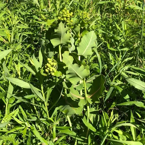 clasping milkweed