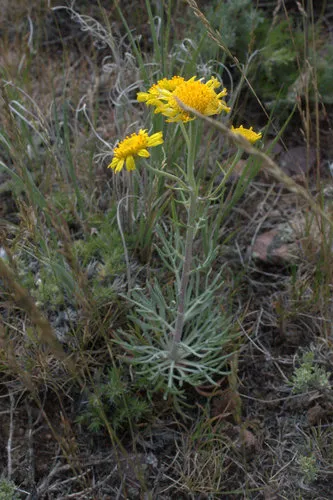 Cooper's rubberweed