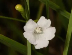 Pale False Foxglove thumbnail 3