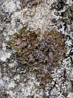 Powder-rimmed Camouflage Lichen thumbnail 3