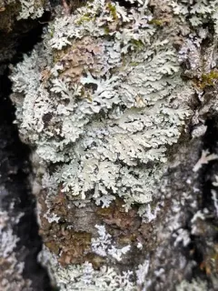 Heterodermia japonica thumbnail 2