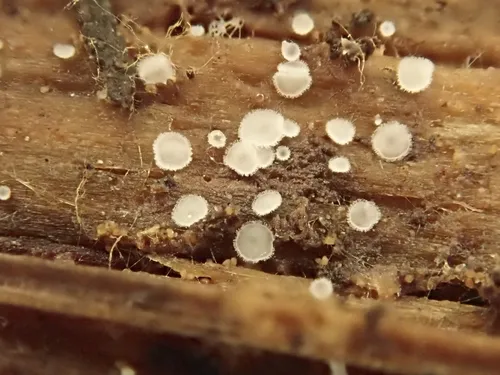 Eupezizella aureliella