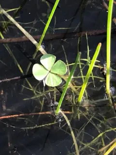 water clover thumbnail 2