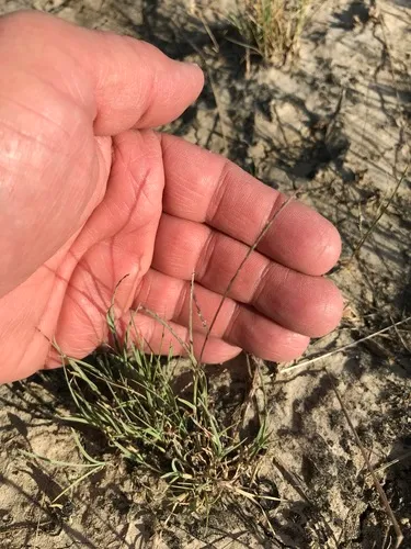 Tumblegrass