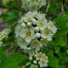 Pacific ninebark thumbnail 3