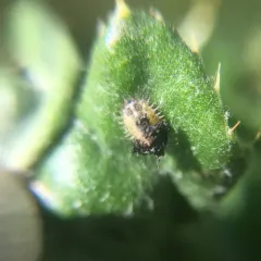 Thistle Tortoise Beetle thumbnail 3