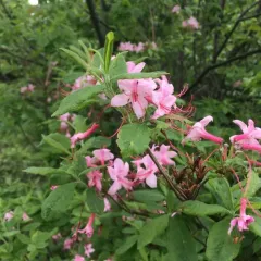 early azalea thumbnail 2