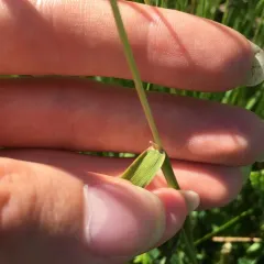 Marsh foxtail thumbnail 4
