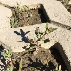 oak-leaved goosefoot thumbnail 3