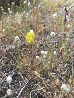Grand Coulee Owl's-clover thumbnail 1