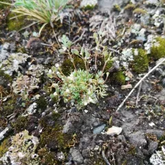 Few-seeded Draba thumbnail 4