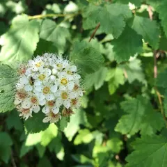 Pacific ninebark thumbnail 4