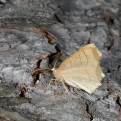 Oak Besma Moth thumbnail 3