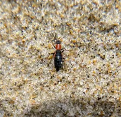 Endeodes collaris thumbnail 4
