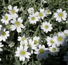 Snow-in-summer thumbnail 3