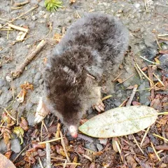 Northern Broad-footed Mole thumbnail 1
