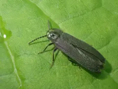 Phausis rhombica thumbnail 3