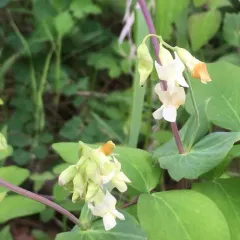 pale vetchling thumbnail 3