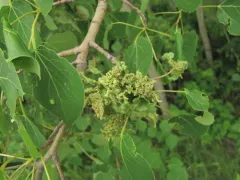 Aspen leafgall mite thumbnail 2