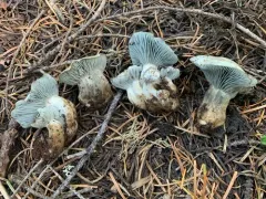 Hygrophorus caeruleus thumbnail 2