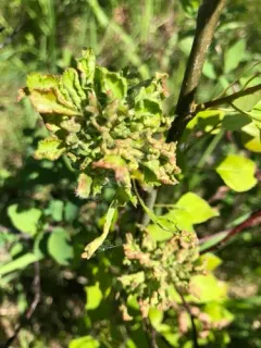 Aspen leafgall mite thumbnail 4