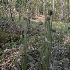 cinnamon fern thumbnail 2