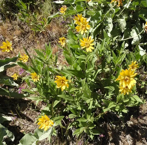 Rocky Mountain Dwarf Sunflower