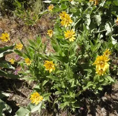 Rocky Mountain Dwarf Sunflower thumbnail 1