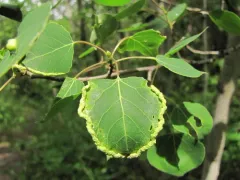 Prodiplosis morrisi thumbnail 4