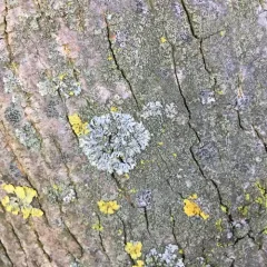Pom-pom Shadow Lichen thumbnail 2