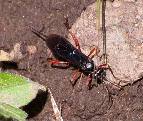 Cryptus rufovinctus