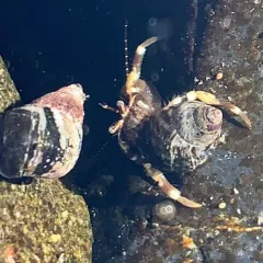 Pacific Hairy Hermit Crab thumbnail 3