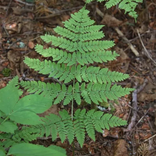mountain wood fern