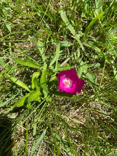 winecup mallow