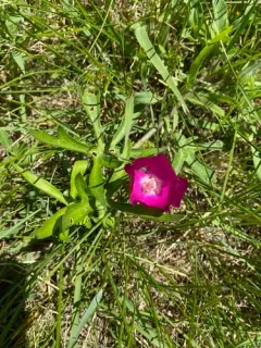 winecup mallow thumbnail 1