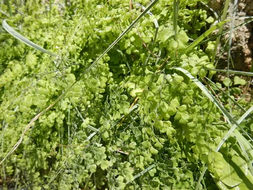 black maidenhair fern