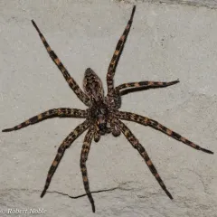 Dark Fishing Spider thumbnail 2