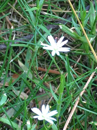 star chickweed