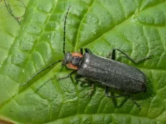 Dichelotarsus scaber thumbnail 2