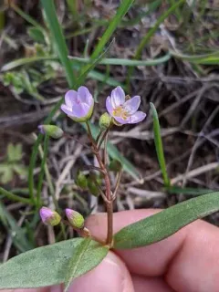 Serpentine Springbeauty thumbnail 2