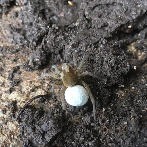 Rustic Wolf Spider