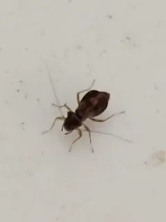 Propsocus pulchripennis thumbnail 4