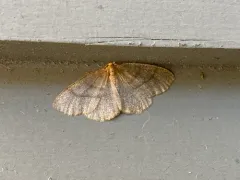 Yellow-headed Looper Moth thumbnail 4